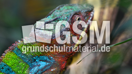 Pantherchamäleon (3).jpg